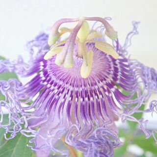 【さしあげます】トケイソウ(時計草) インセンスの苗 [グリーンカーテン・熱帯植物・観葉]の画像