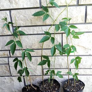 【さしあげます】トケイソウ(時計草) インセンスの苗 [グリーンカーテン・熱帯植物・観葉]の画像