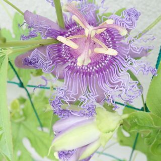 【さしあげます】トケイソウ(時計草) インセンスの苗 [グリーンカーテン・熱帯植物・観葉]の画像