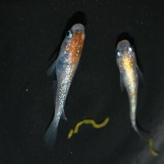 三色ラメメダカの針子 10匹+αですo(^o^)o