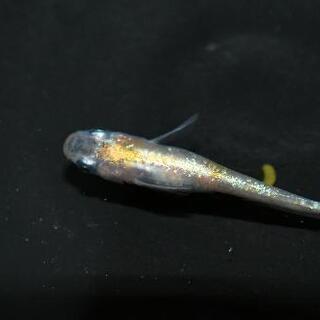 三色ラメメダカの針子 10匹+αですo(^o^)oの画像