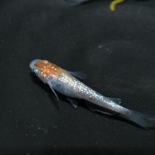 三色ラメメダカの針子 10匹+αですo(^o^)oの画像