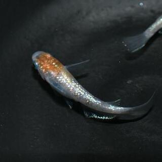 三色ラメメダカの針子 10匹+αですo(^o^)oの画像