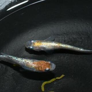 三色ラメメダカの針子 10匹+αですo(^o^)oの画像