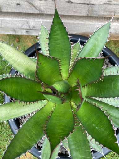 アガベ　ホリダ　9号鉢