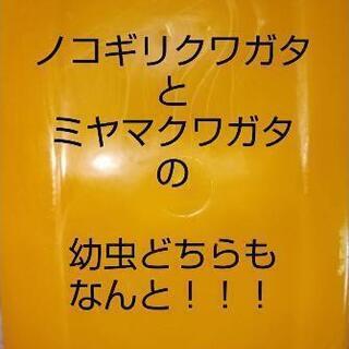 ミヤマクワガタ幼虫かノコギリクワガタ幼虫