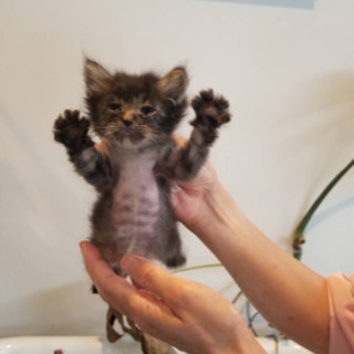 子猫　1か月　黒ゴマ　オス？