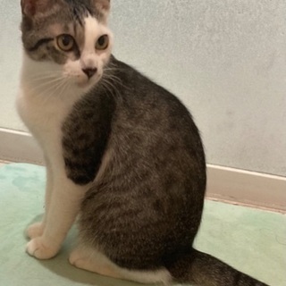 人に慣れてる２歳位の保護猫です🐱