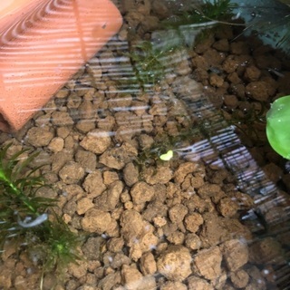 飼育ケース40L＋メダカ稚魚20匹＋卵付きホテイアオイ