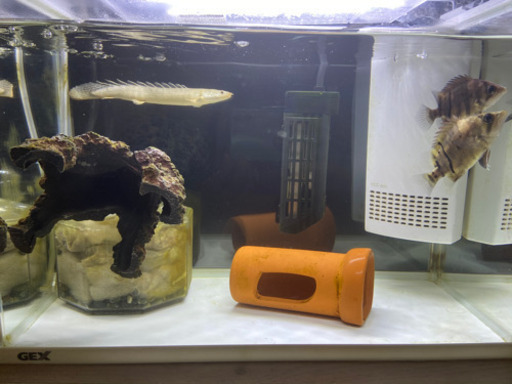 熱帯魚 古代魚 ダトニオプラスワン 2匹 引き取り限定