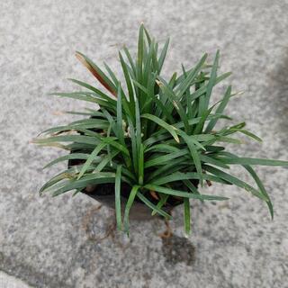 玉竜  売ります。の画像