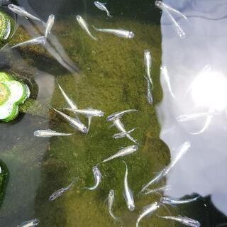 星河ヒレなが針子