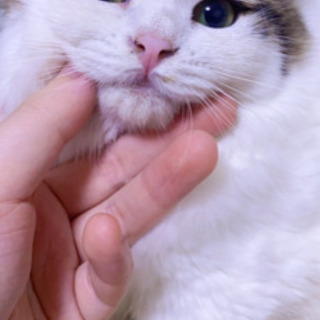 生後3ヶ月短足マンチカンの女の子