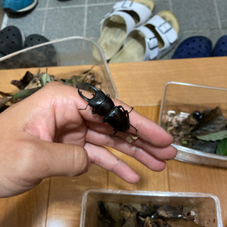 クワガタ・カブトムシ各種 採取してきますの画像