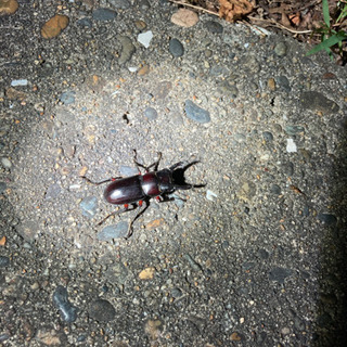 クワガタ・カブトムシ各種 採取してきますの画像