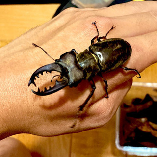 クワガタ・カブトムシ各種 採取してきますの画像