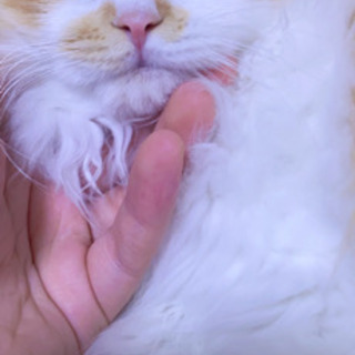 生後3ヶ月長足マンチカンの男の子