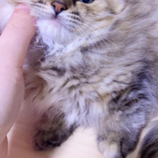 生後2ヶ月前後短足マンチカンの男の子
