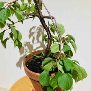 ((´∀｀))ｹﾗｹﾗ★★観葉植物⓴梅の花