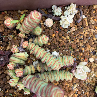 数珠星　多肉植物