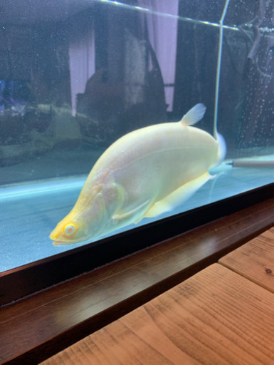 ロイヤルナイフ　ピュアホワイト　個体のみ