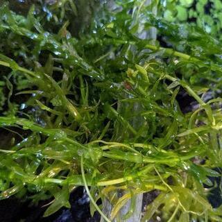 水草　アナカリス　差し上げます