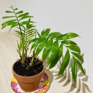 ((´∀｀*))ヶﾗヶﾗ観葉植物③テープルヤシ