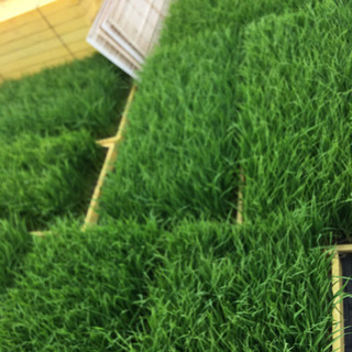 田植えの苗