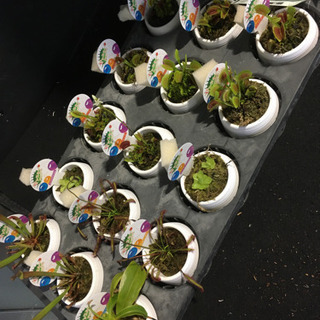観葉植物　食虫植物