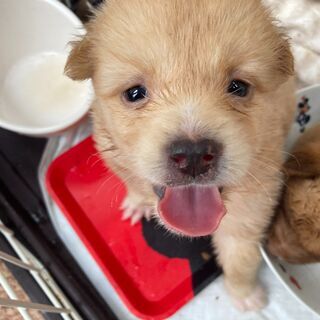クリーム色の「しゅく」ちゃん