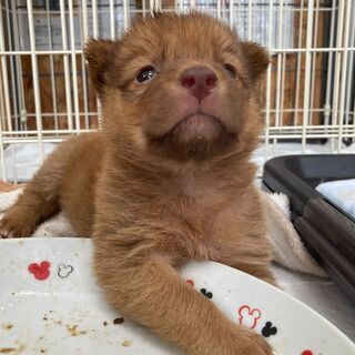 コロコロ可愛い男の子「ごう」ちゃん