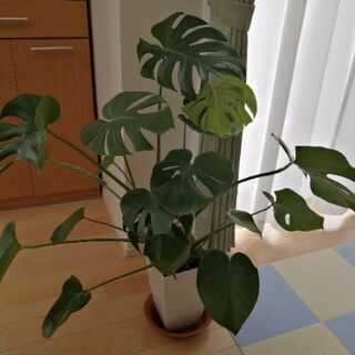 ☆oyayu様☆モンステラ　観葉植物