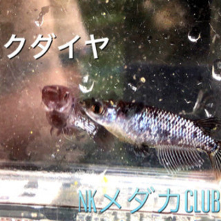 NKメダカCLUB ブラックダイヤ　有精卵20個＋α  ②