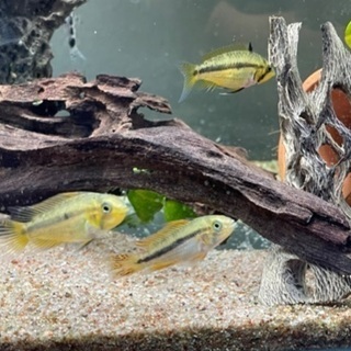 アピストグラマ　ペア　2匹の画像