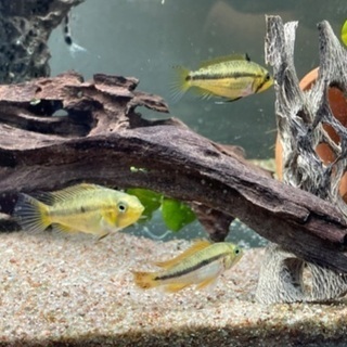 アピストグラマ　ペア　2匹