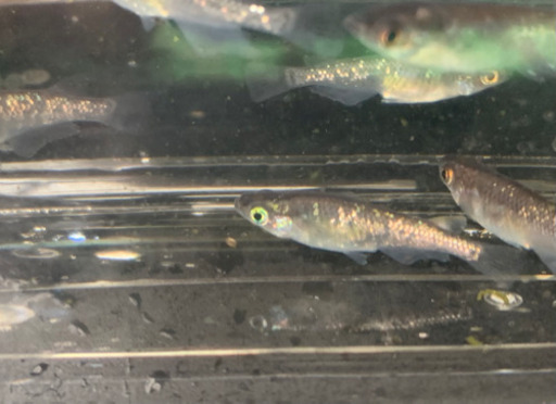 受け渡し者が決定致しました。ブラックダイヤ　メダカ　成魚10匹