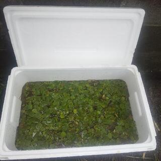 ★アマゾンフロッグピット１箱の画像