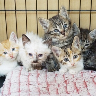 里親が全て決まりました。ありがとうございました。６月11日に捕獲...