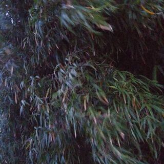 🎋　篠竹…必要な方に差し上げてます