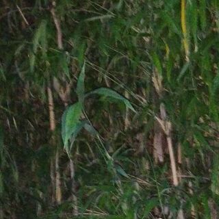 🎋　篠竹…必要な方に差し上げてますの画像