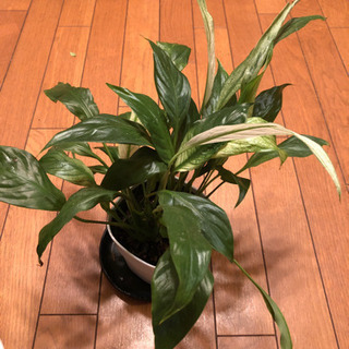 斑入り　スパティフィラム　観葉植物