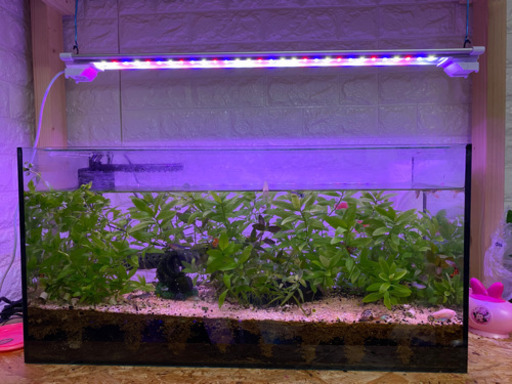 数か月以内購入品⭐︎美品⭐︎水槽　温度管理　ライト　水温計　餌　循環器　熱帯魚　グッピー　フルセット