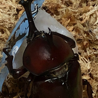 無料で差し上げます　カブトムシペア