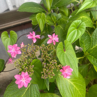 ピンクのアジサイ　鉢ごとお渡ししますの画像