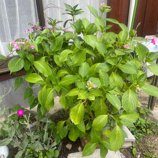 ピンクのアジサイ　鉢ごとお渡しします