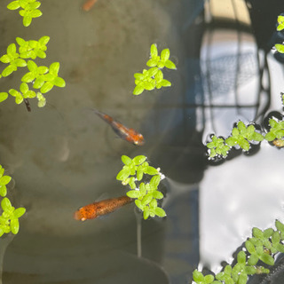 三色透明燐メダカの針子売ります。15匹1000円の画像