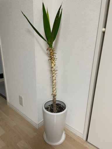 ユッカ  エレファンティペス　大株