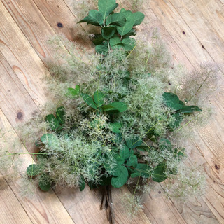 期間限定！スワッグやリースに　　　　　　スモークツリー①