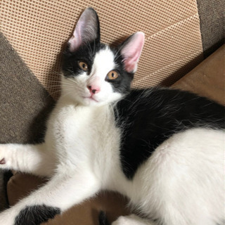 生後3ヶ月オス猫