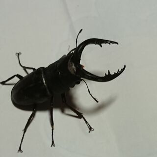 ノコギリクワガタ　ペア①